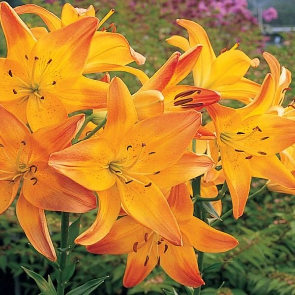 Lilium True Colors Mix For Naturalizing - Image 10