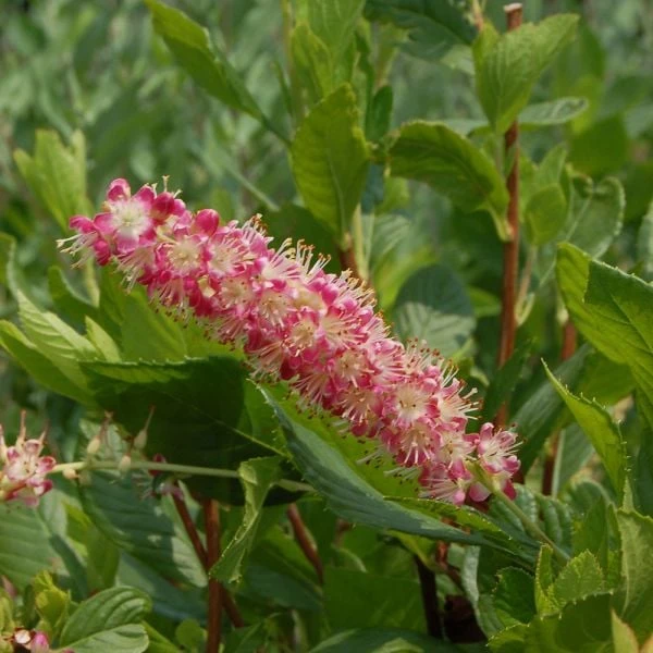 Clethra Alnifolia 'Ruby Spice' - Image 3