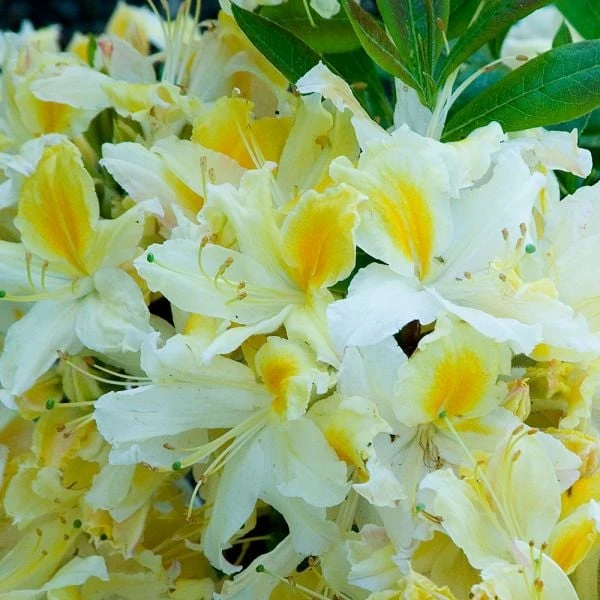 Azalea 'Northern Hi-Lights' - Image 2