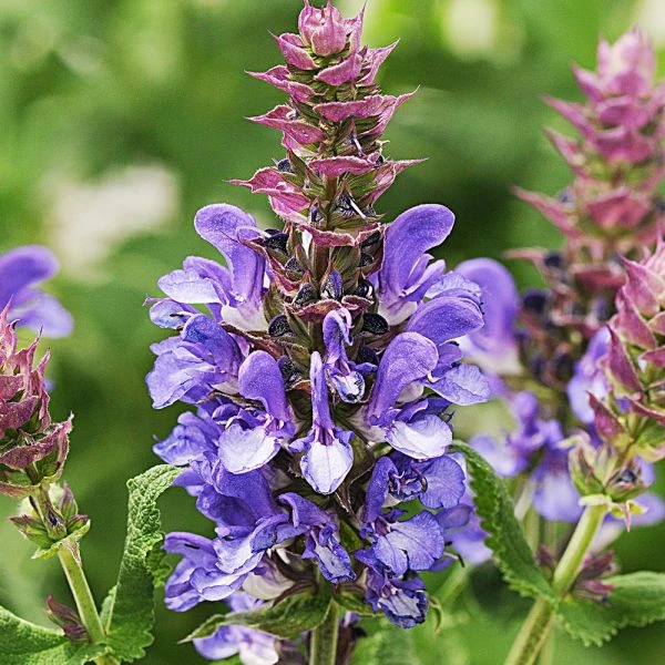 Long-Season Hummingbird Garden - Image 7