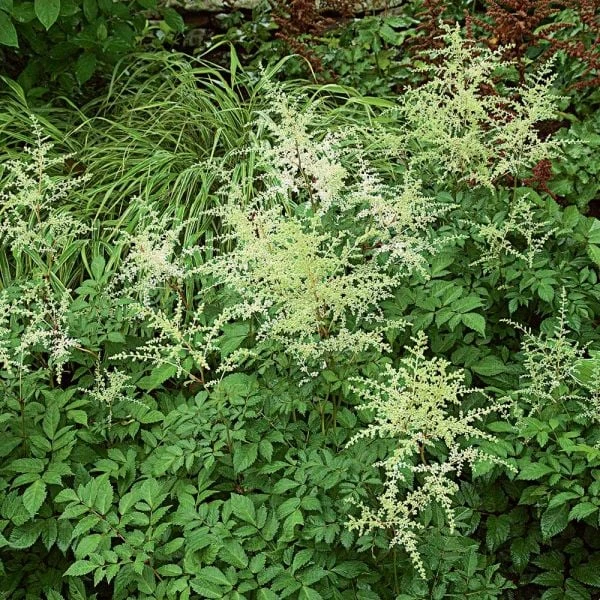 Astilbe X Arendsii 'Bridal Veil' - Image 2
