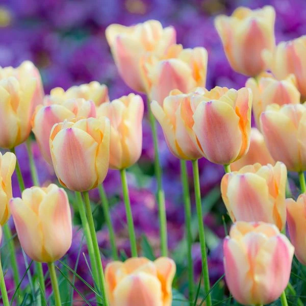Tulip 'Apricot Foxx' - Image 3