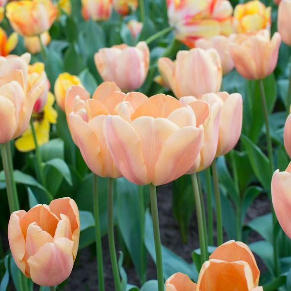 Tulip 'Apricot Foxx' - Image 4