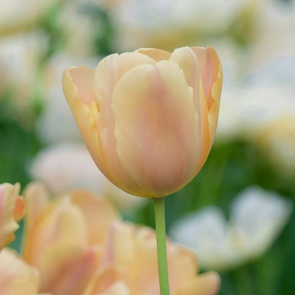 Tulip 'Apricot Foxx' - Image 5