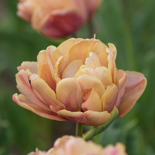 Tulip 'La Belle Epoque' - Image 2