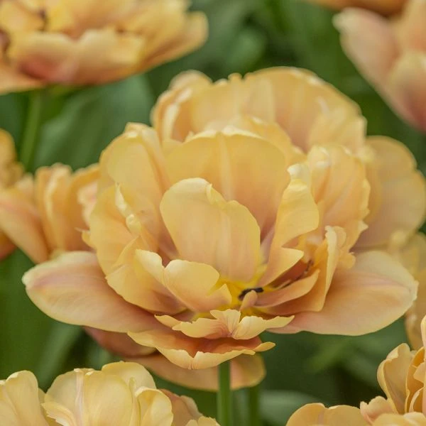 Tulip 'La Belle Epoque' - Image 3