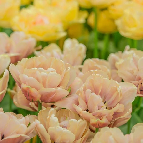 Tulip 'La Belle Epoque' - Image 4