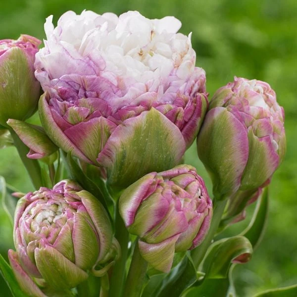 Tulip 'Peggy Wonder' - Image 2