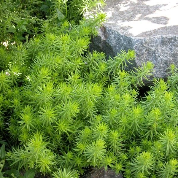 Sedum Rupestre 'Angelina' - Image 3