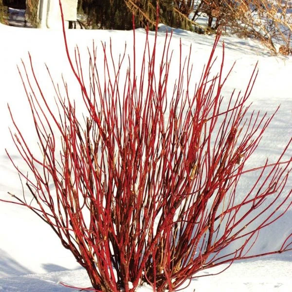 Cornus Stolonifera Arctic Fire® Red - Image 2