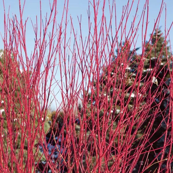 Cornus Stolonifera Arctic Fire® Red - Image 3