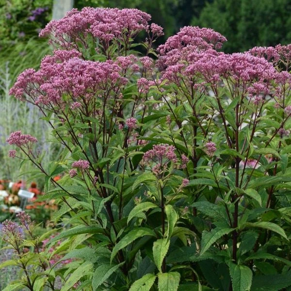 Eupatorium Dubium 'Baby Joe' - Image 3