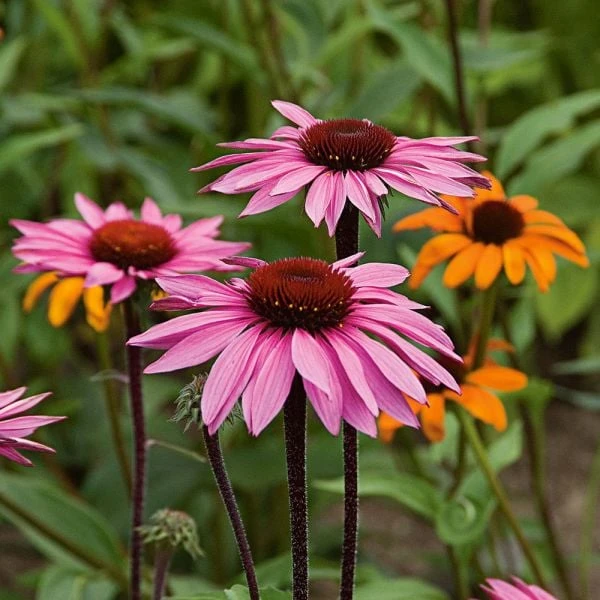 Echinacea Purpurea Prairie Pillars™ 'Merlot' - Image 5