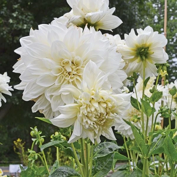 Dahlia 'White Perfection' - Image 3