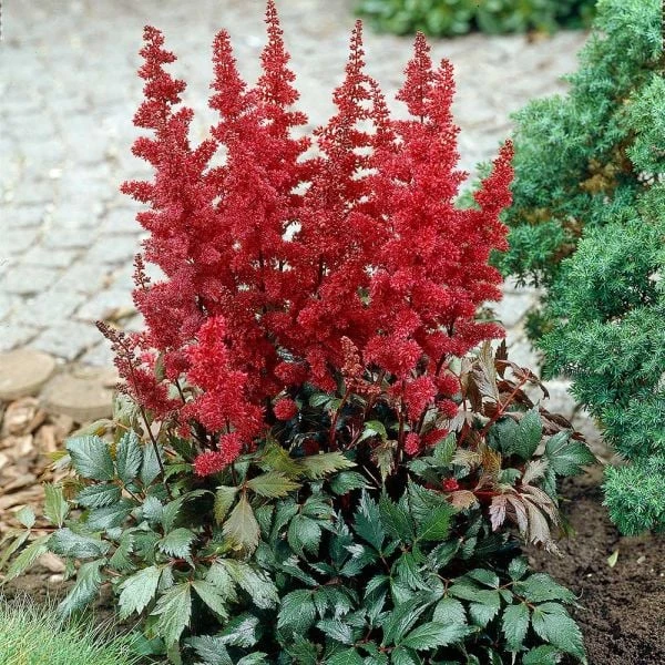 Astilbe X Arendsii 'Fanal'