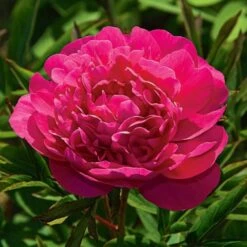 Peony 'Kansas'