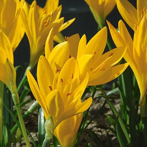 Sternbergia Lutea - Image 2