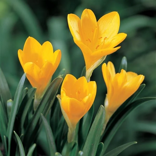 Sternbergia Lutea - Image 3