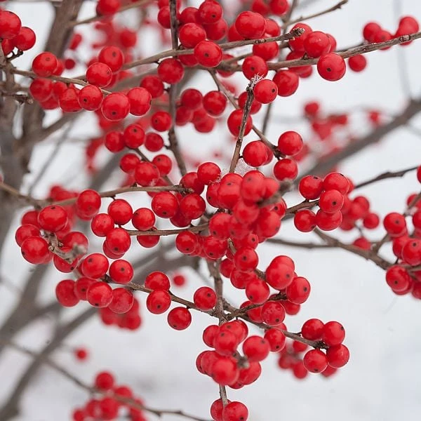 Ilex Verticillata Berry Poppins® - Image 2