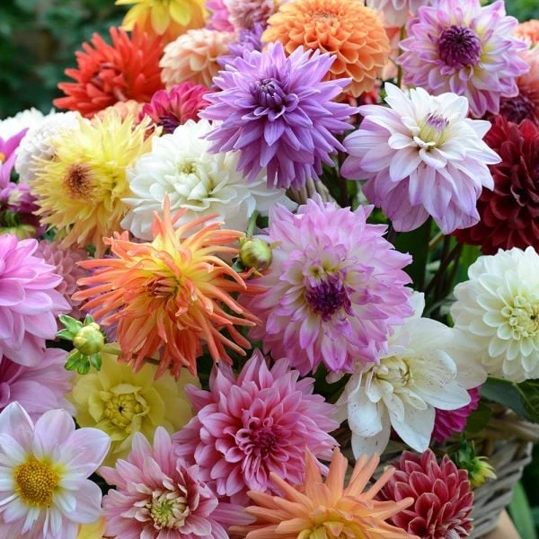 Summertime Splendor Dahlia Collection - Image 2