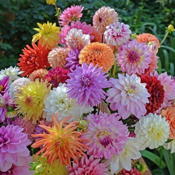 Summertime Splendor Dahlia Collection - Image 3