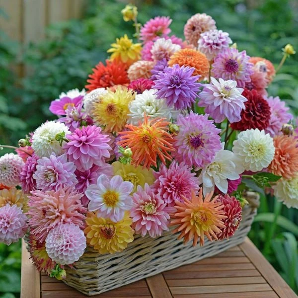 Summertime Splendor Dahlia Collection - Image 4
