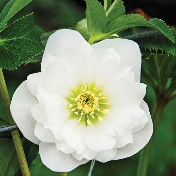 Helleborus Wedding Party® Mix - Image 2