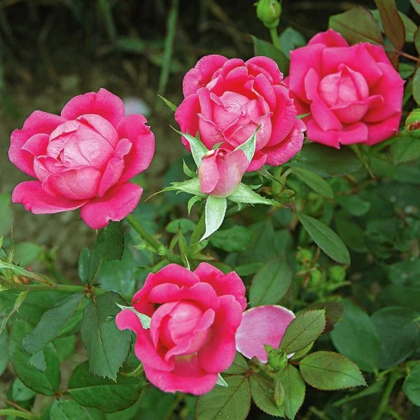Rose Pink Double Knock Out® - Image 3