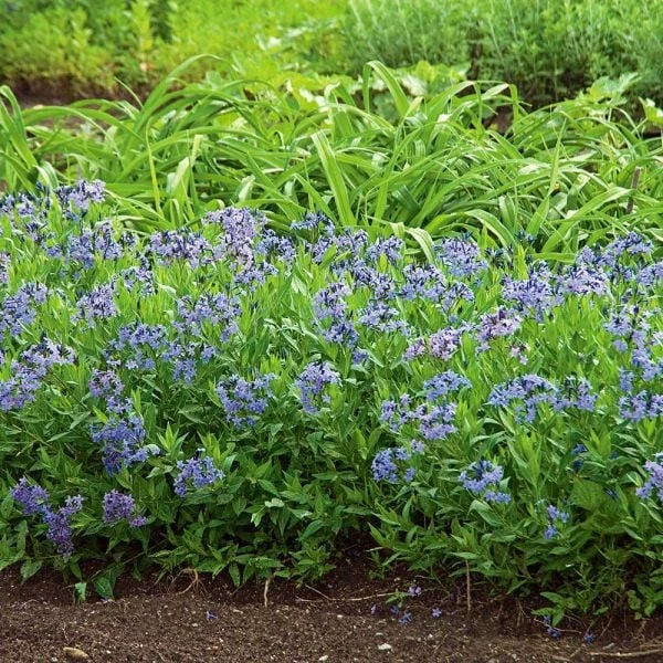 Amsonia 'Blue Ice' - Image 2