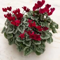 Cyclamen Silverleaf Deep Magenta, 4 Pots In Metal Bowl