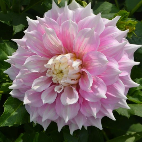Dahlia 'Gitt's Perfection' - Image 2