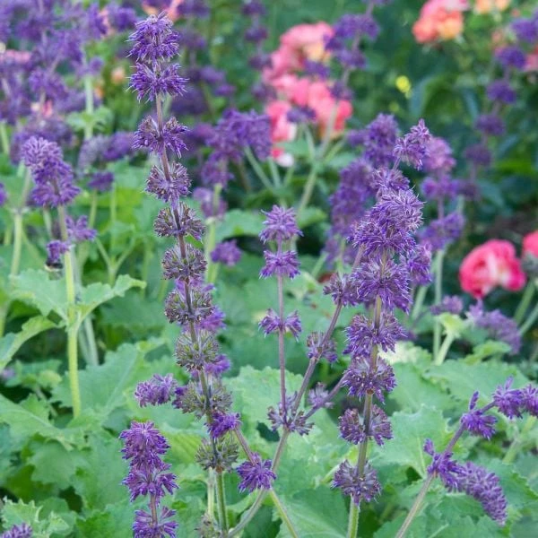 Salvia Verticillata 'Purple Rain' - Image 2