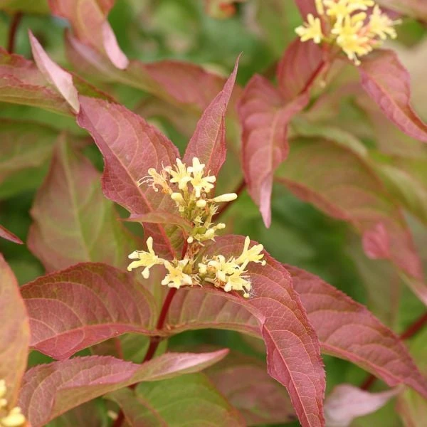 Diervilla Kodiak® Orange - Image 3