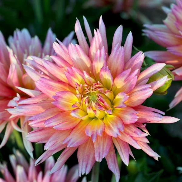 Dahlia 'XXL Sunset' - Image 2