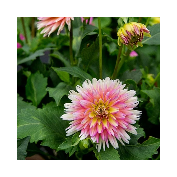 Dahlia 'XXL Sunset' - Image 3