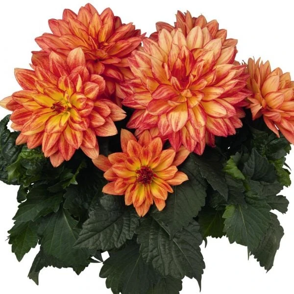 Dahlia 'XXL Tabasco' - Image 3