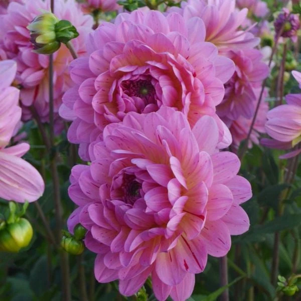 Dahlia 'Tropical' - Image 3