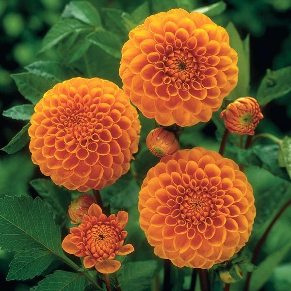 Dahlia 'Sylvia' - Image 2