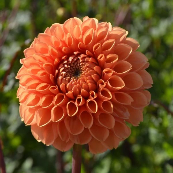 Dahlia 'Sylvia' - Image 3