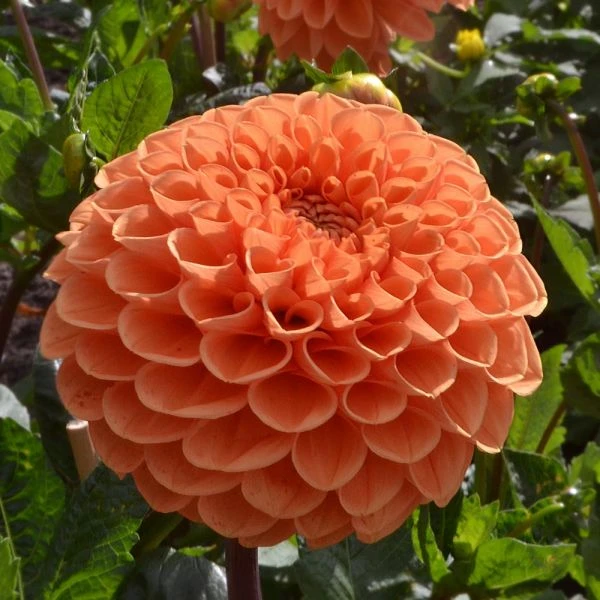 Dahlia 'Sylvia' - Image 4