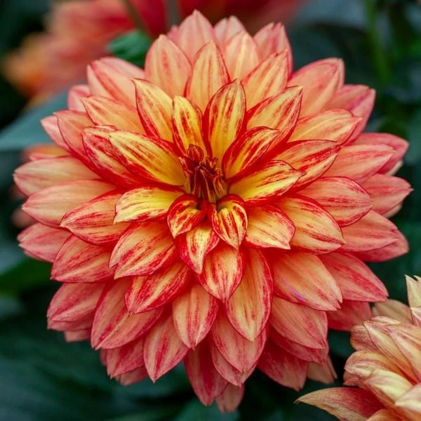 Dahlia 'XXL Tabasco' - Image 2