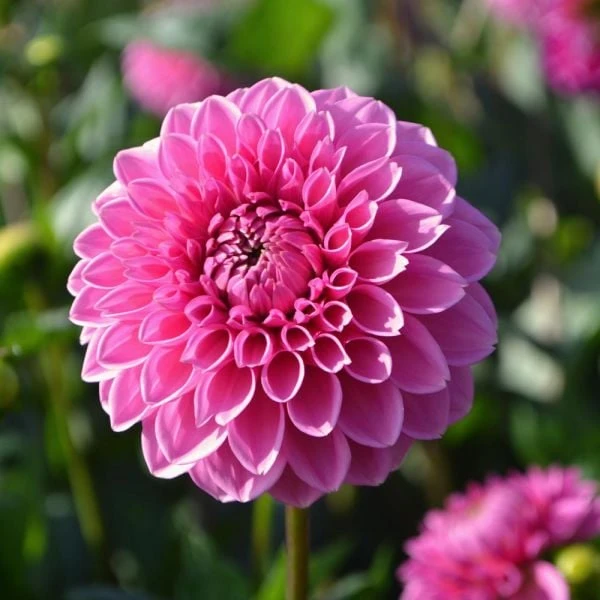 Dahlia 'Pink Sylvia' - Image 3
