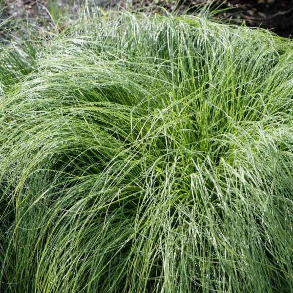 Ornamental Grass: Sporobolus Heterolepis - Image 2
