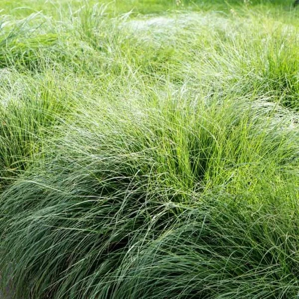 Ornamental Grass: Sporobolus Heterolepis - Image 3