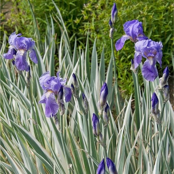 Iris Pallida 'Argentea Variegata' - Image 2