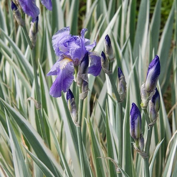 Iris Pallida 'Argentea Variegata' - Image 3