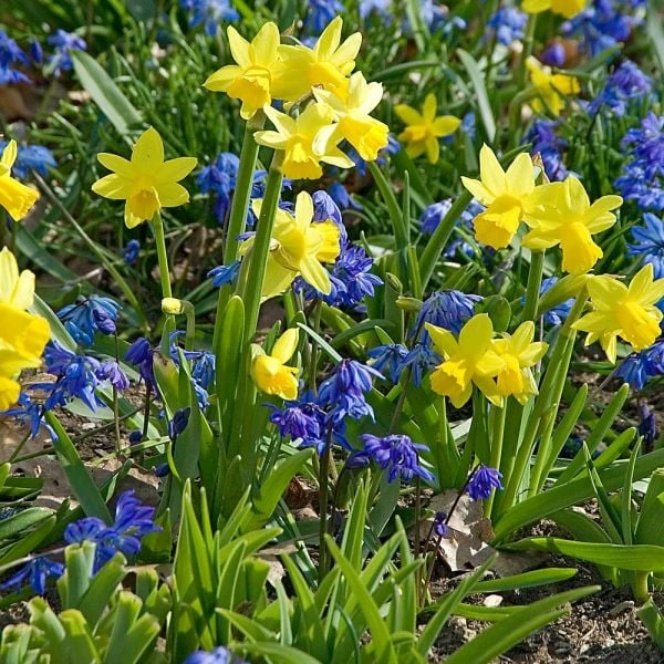 Narcissus 'Tête-à-Tête' - Image 4