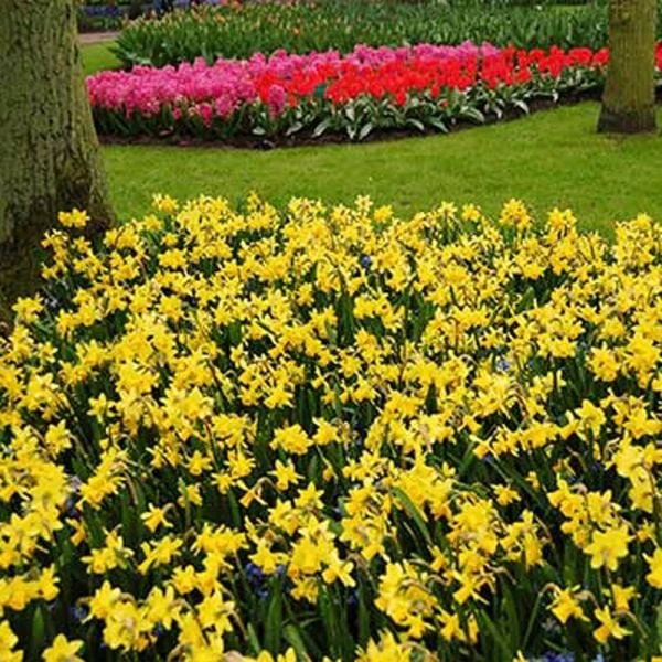 Narcissus 'Tête-à-Tête' - Image 6