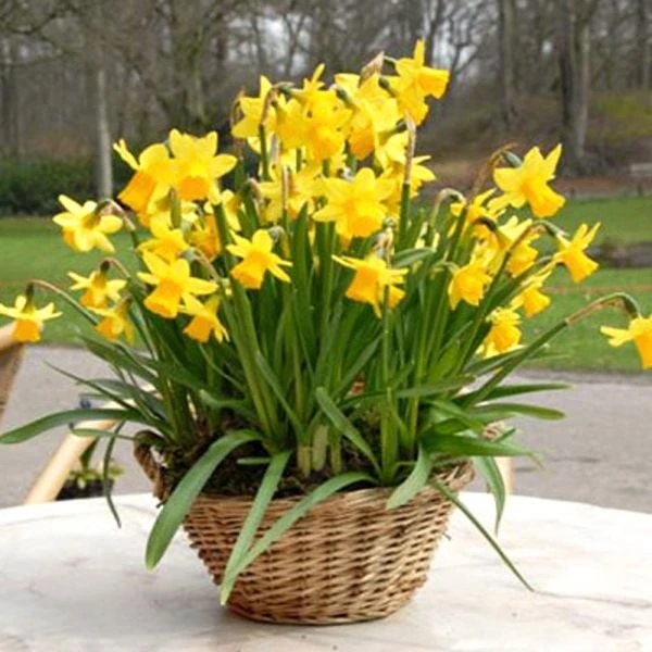 Narcissus 'Tête-à-Tête' - Image 7