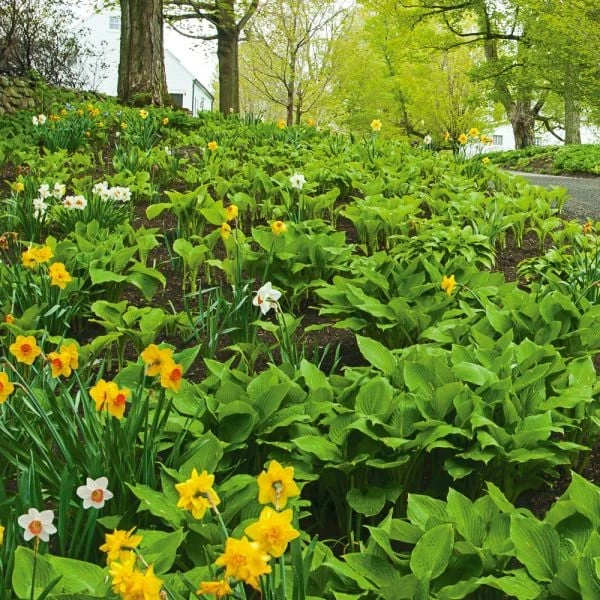 Collaboration For Part Shade For The North - Daffodils & Hosta - Image 3